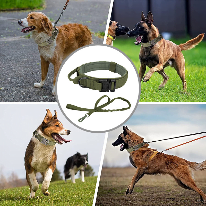 Collier tactique à boucle métallique pour Chien