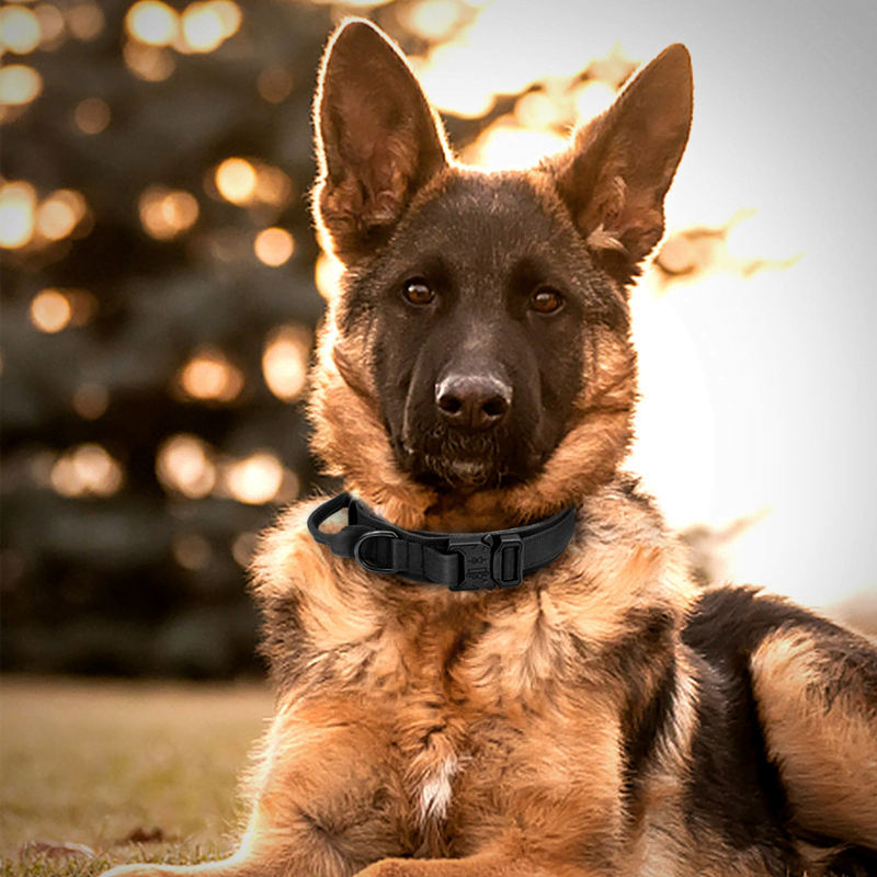 Collier tactique à boucle métallique pour Chien
