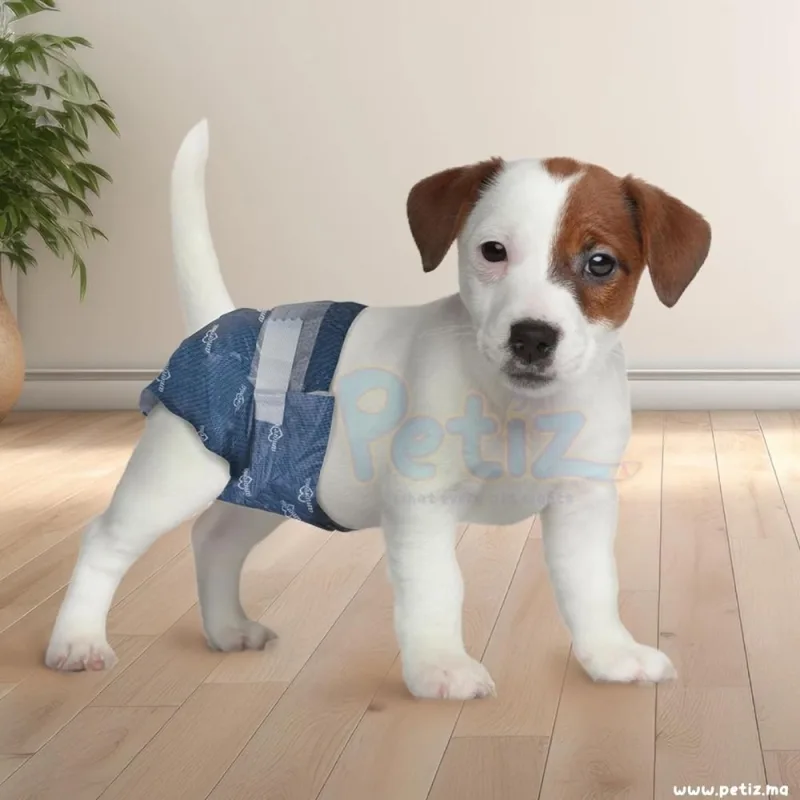Amore Mio Couches pour chien et chat – Couche hygiéniques, Taille M
