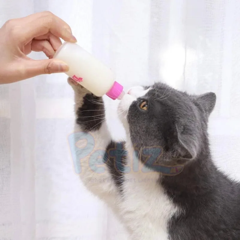 Biberon pour Chaton et Chiot Allaitement avec tétine pour alimentation animaux