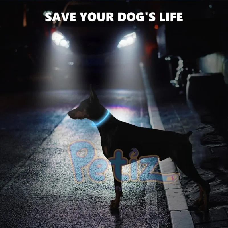 Collier LED pour chien et chat anti-perte accessoire de prévention de la perte de nuit pour animaux de compagnie, avec chargeur USB
