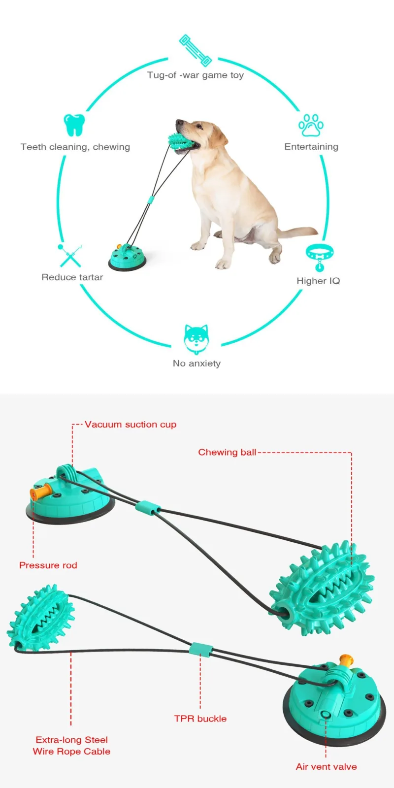 Jouet molaire pour chien avec ventouse