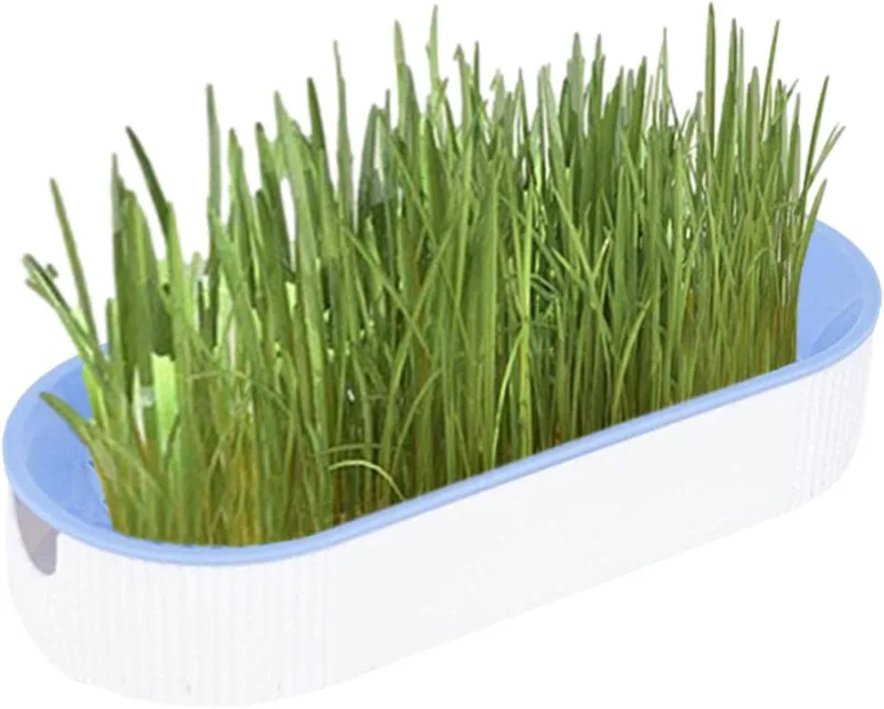 Kit de Culture d’Herbe à Chat (x2) avec Plateau Germoir et Trous de Drainage – Aide Digestive Naturelle pour Chats