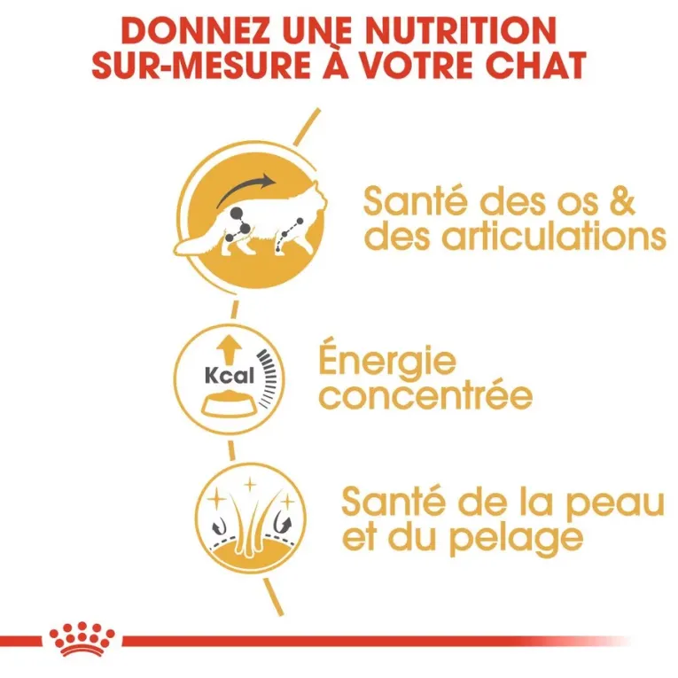 Croquettes Royal Canin ADULT MAINCOON