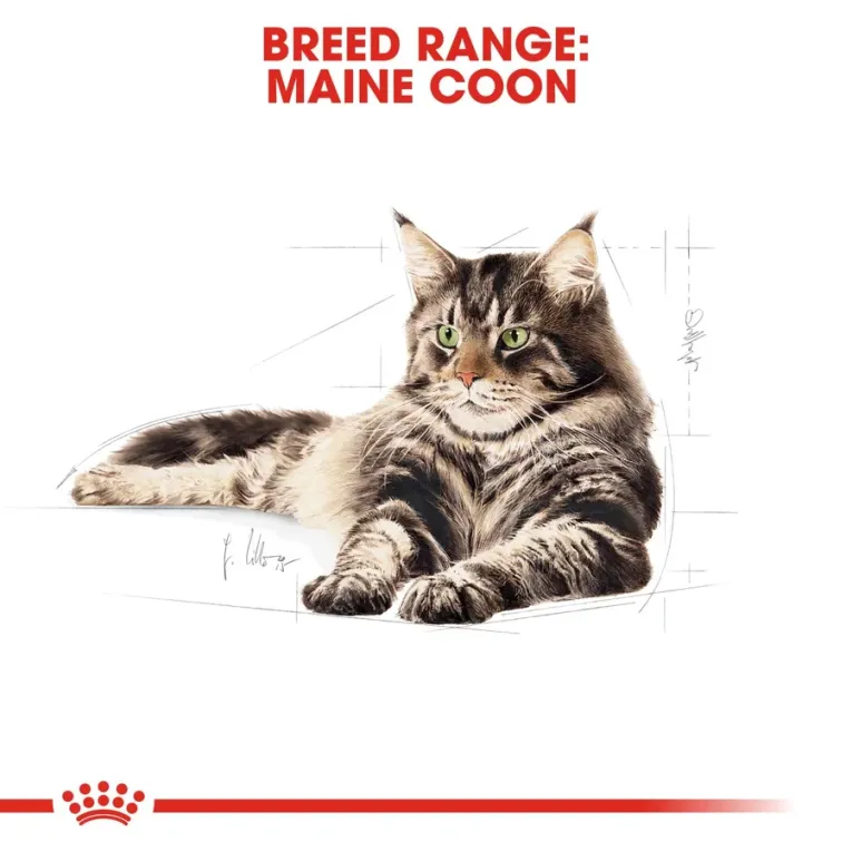 Croquettes Royal Canin ADULT MAINCOON