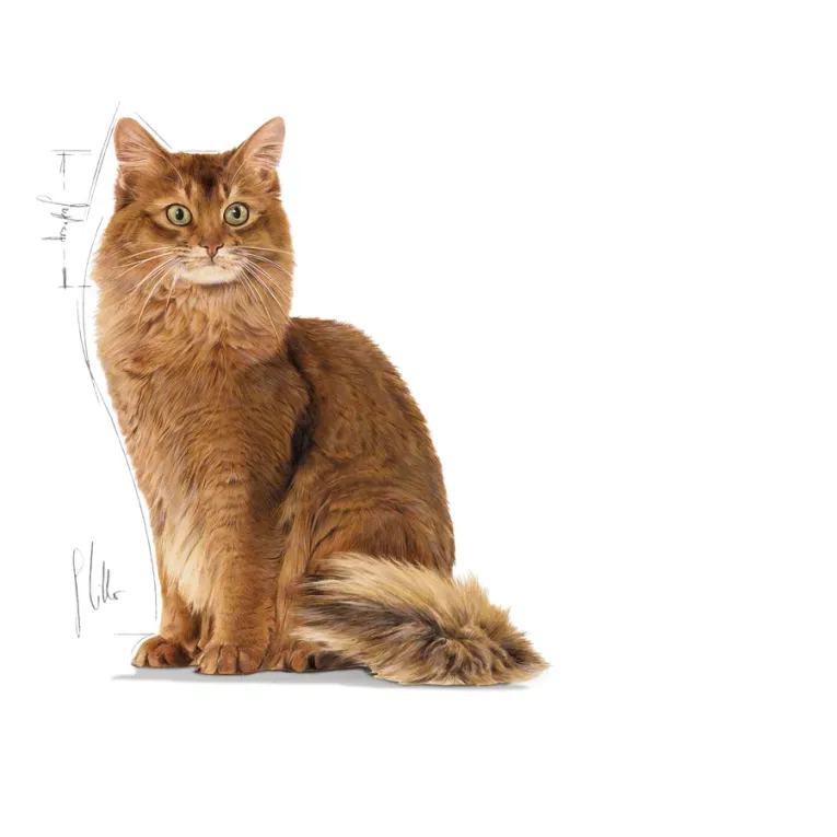 Croquettes Royal Canin LIGHT WEIGHT CARE Pour un poids idéal et une santé optimale