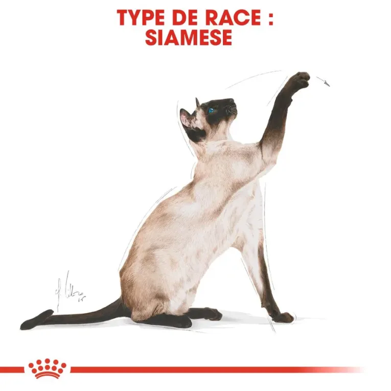 Croquettes Royal Canin Siamois Pour Chat Adulte