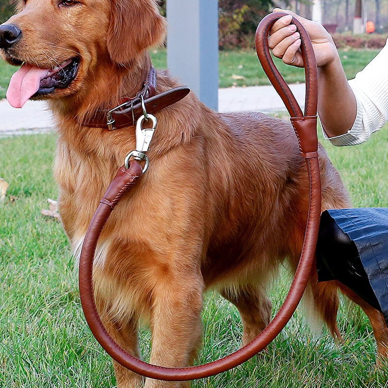Ensemble de colliers et laisse en Cuir de haute qualité pour Chien