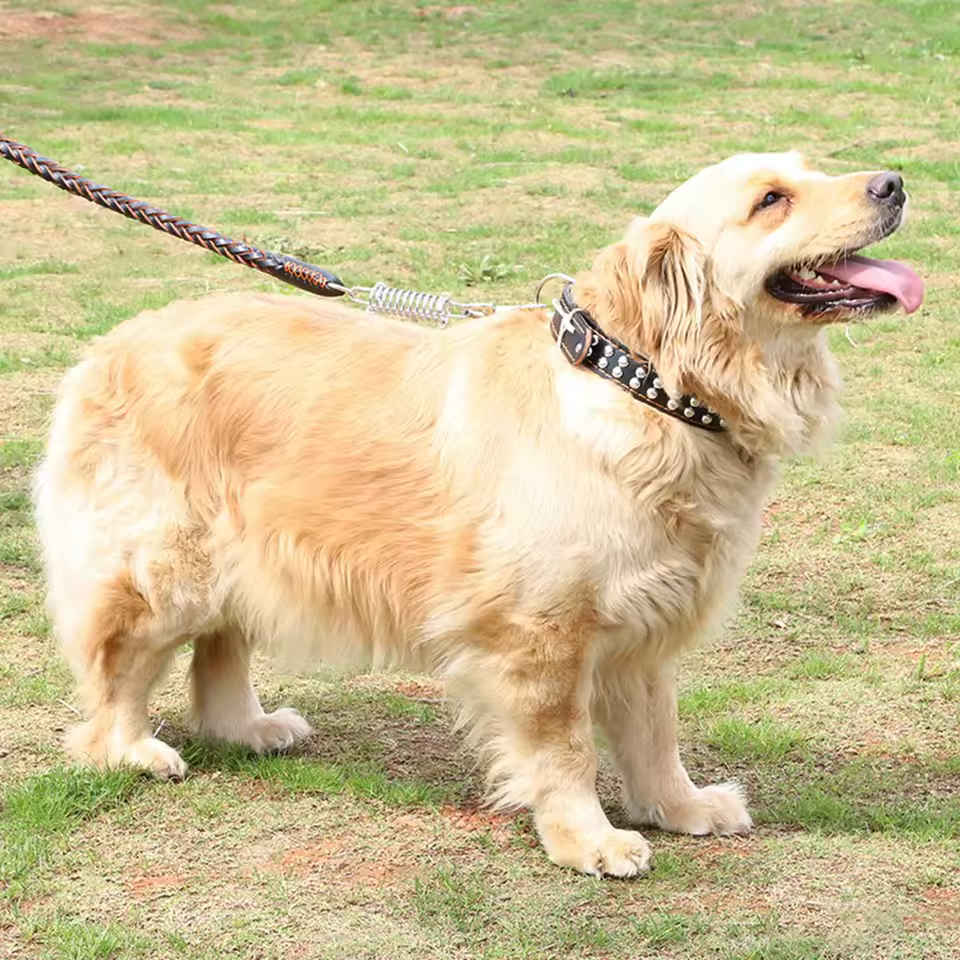 Grand collier de chien réglable avec laisse d’entraînement anti-traction, collier en cuir tressé – Idéal pour Labrador, Bouledogue Français et autres grandes races