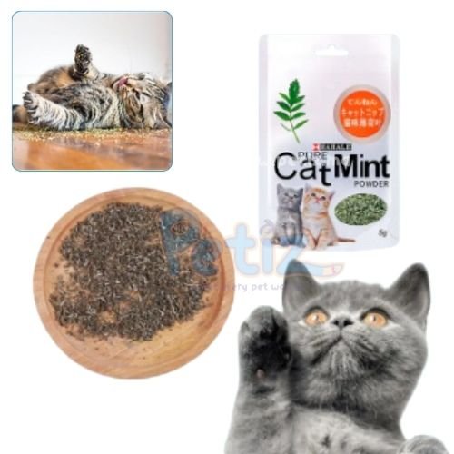 Herbe à chat Catnip – Herbe Catnip premium