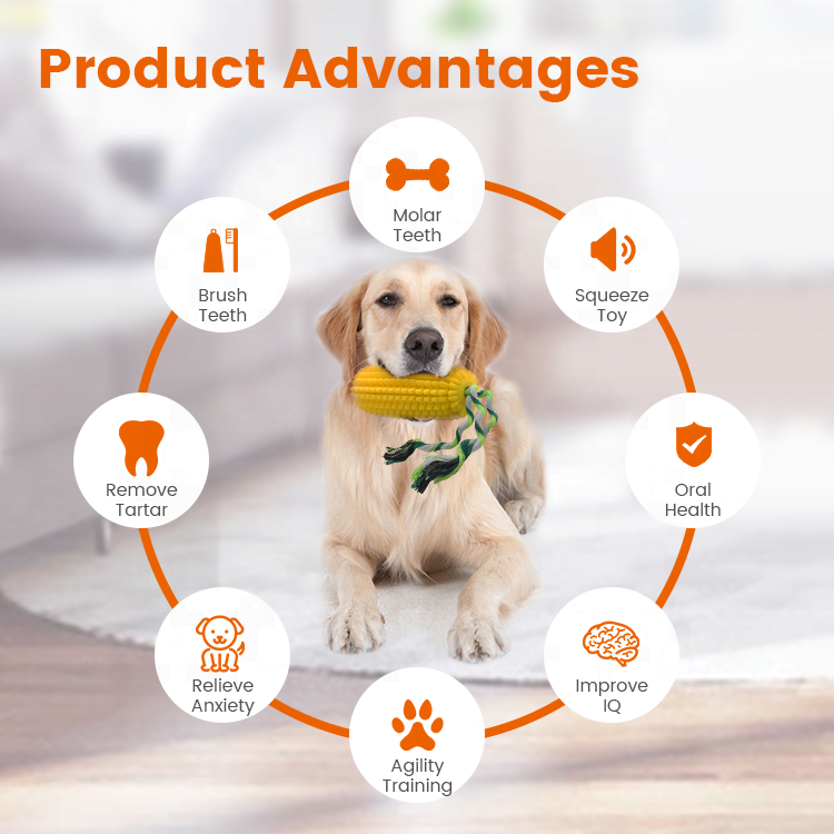 Jouet Molaire pour chien