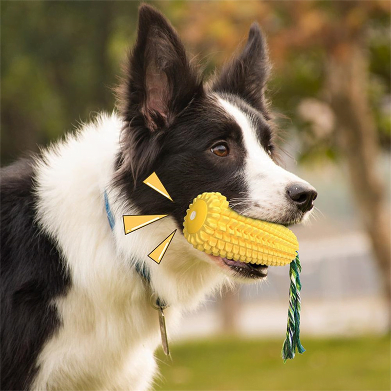 Jouet Molaire pour chien