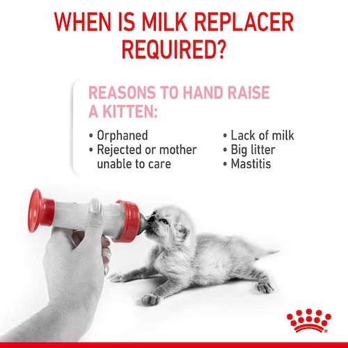 Lait pour Chaton Royal Canin Babycat Milk premium