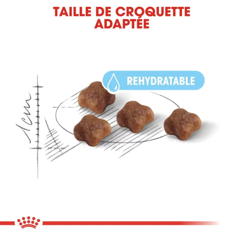 Royal Canin MOTHER AND BABYCAT nutrition optimale pour la mère et ses chatons Croquettes pour chattes gestantes/allaitantes et chatons
