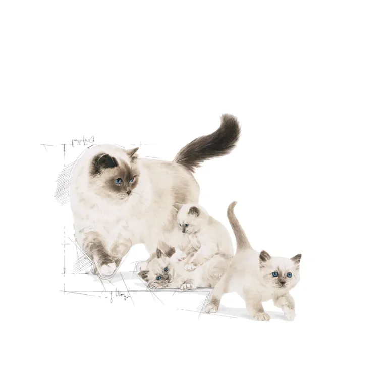 Royal Canin MOTHER AND BABYCAT nutrition optimale pour la mère et ses chatons Croquettes pour chattes gestantes/allaitantes et chatons