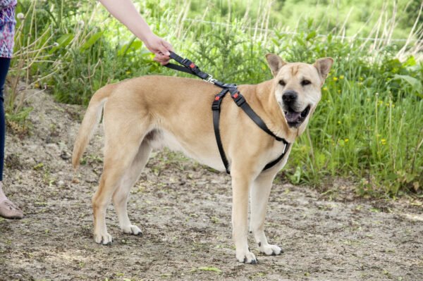 Ceinture ventrale pour chiens Hup Belt Expert de Nobby – Image 4