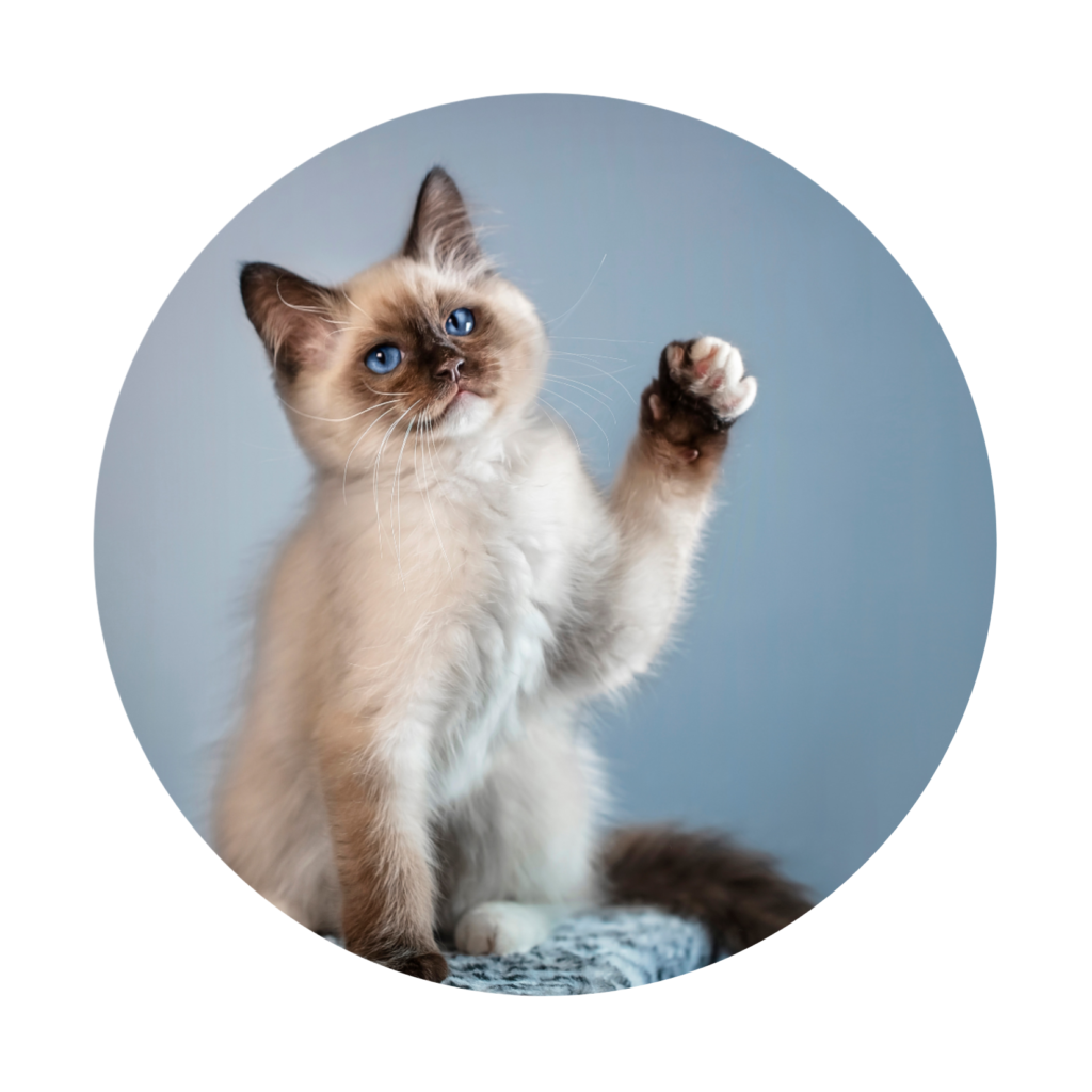 Chat